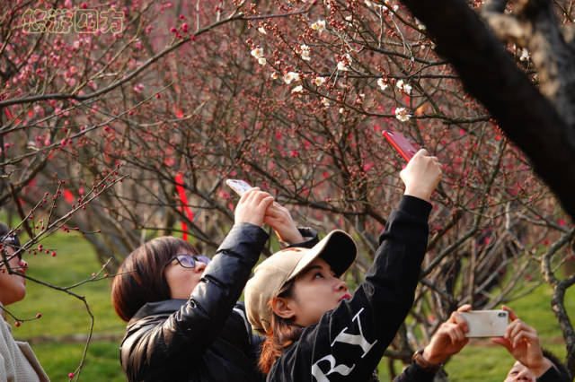 无锡出太阳了! 梅园被游客挤爆,被阴雨憋坏的人们纷至沓来赏梅