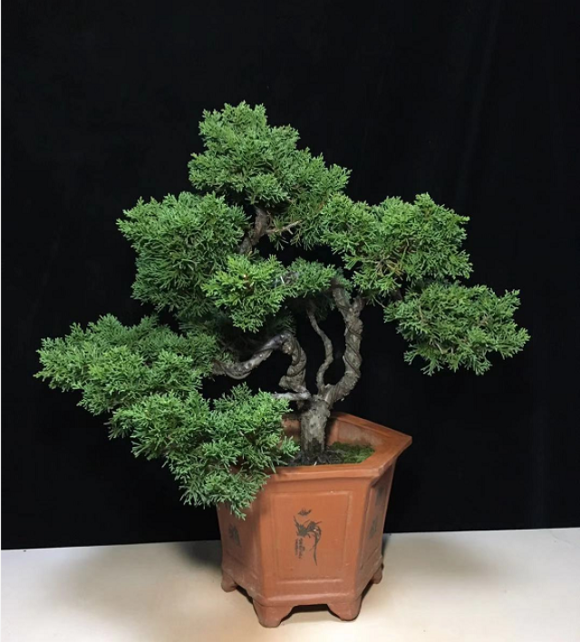 朋友家新买的盆景欣赏下老桩盘根错节把艺术感表现的淋漓尽致