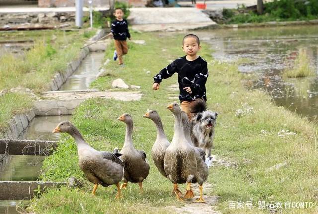 [幼儿园春游]走进春天的田野里,我们一起赶鸭子