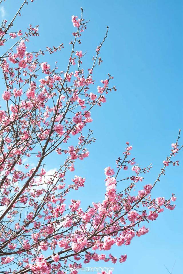 100000人涌进大理大学赏樱花,即将刷爆云南人朋友圈!