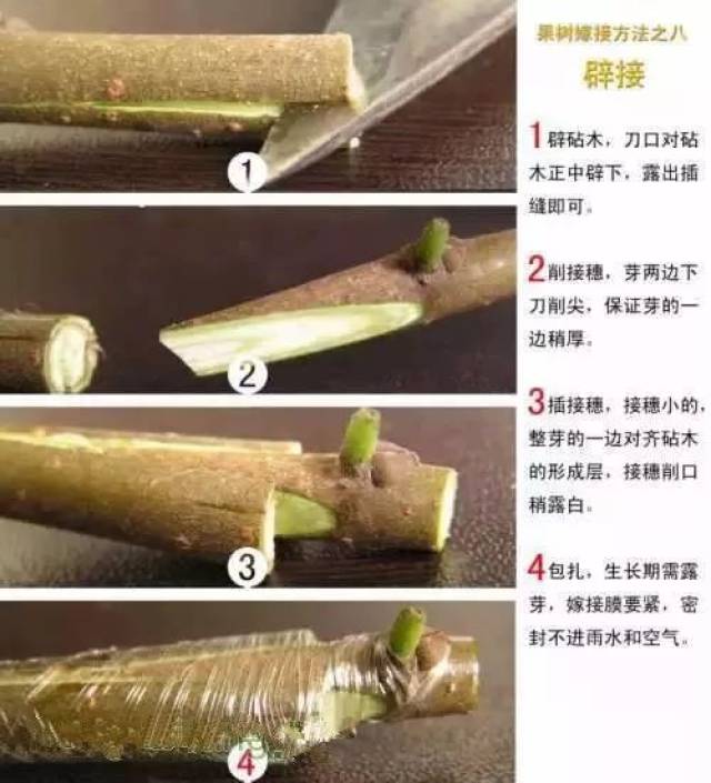 形成层嫁接图片