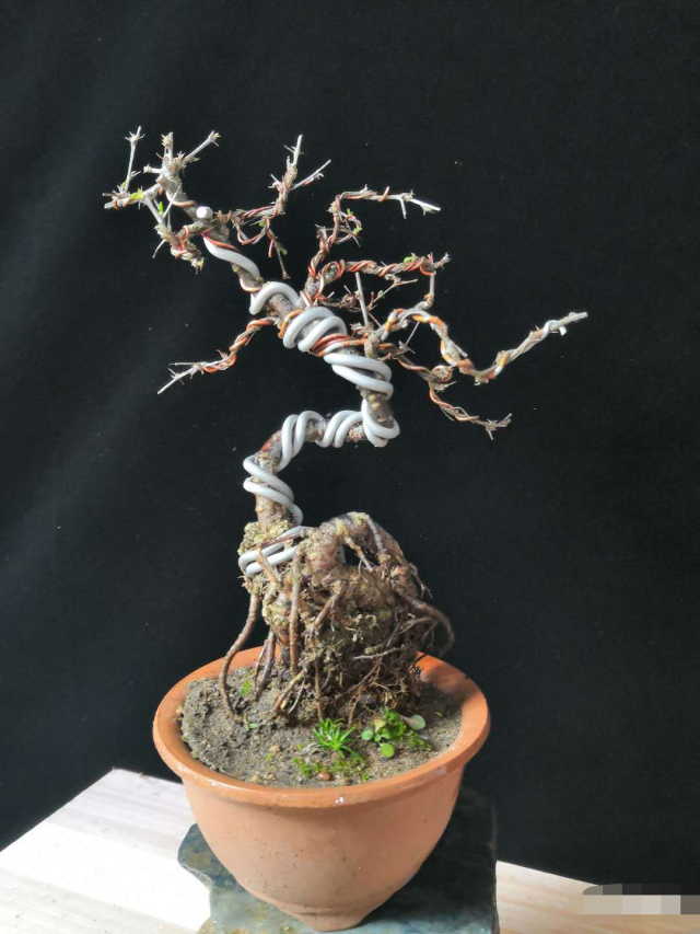 金雀(南雀),爆满大提根,已爆皮,赏花利器,即将挂满花苞!