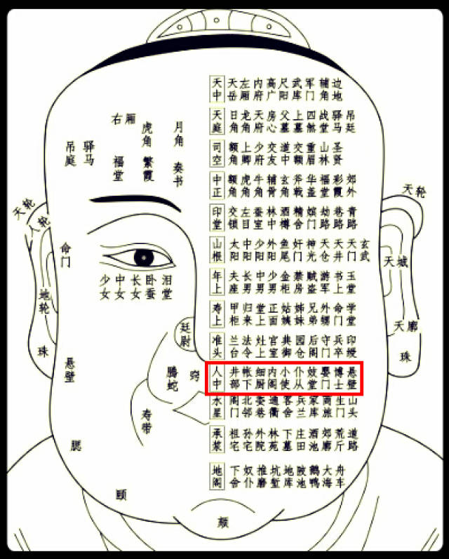 印绶骨图解图片