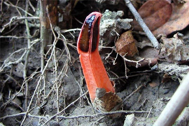 农村这个"鬼笔",散发一股臭味,如今价值珍贵,请不要踩踏