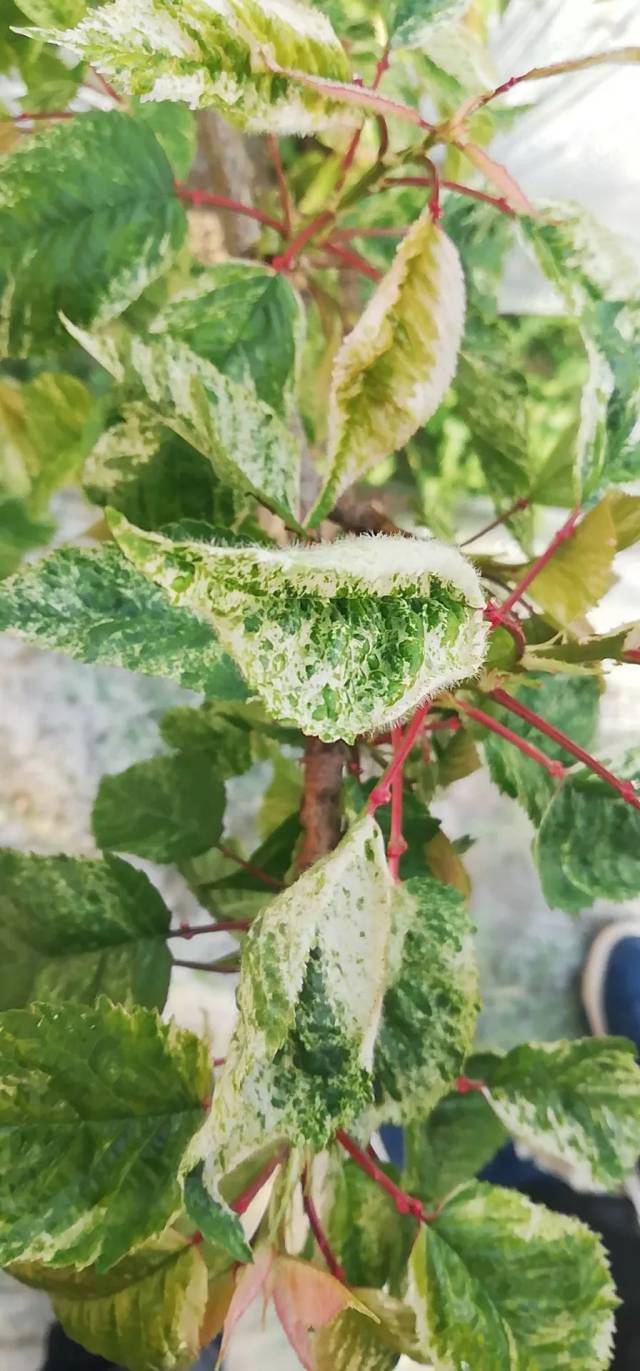 樱桃叶片发黄是啥病症?病毒病的防治技术