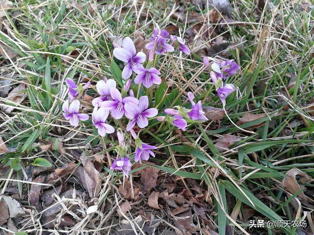 春天农村有这5种草药,不要在把它们当做野草了,小时候你挖过吗