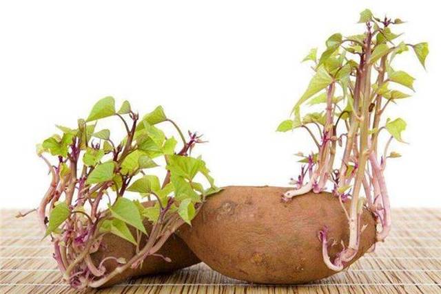 发芽的土豆不要扔,裹上鸡蛋液和面包糠,隔壁小