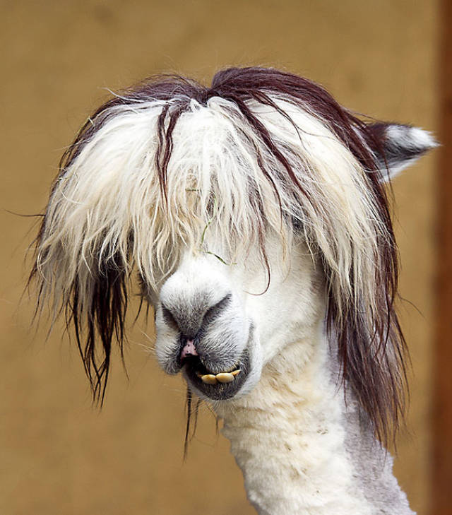 搞笑图片:羊驼奇葩搞笑发型有哪些?