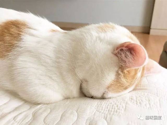 铲屎官家的这只猫,总是喜欢捂着头,好像做错了什么事