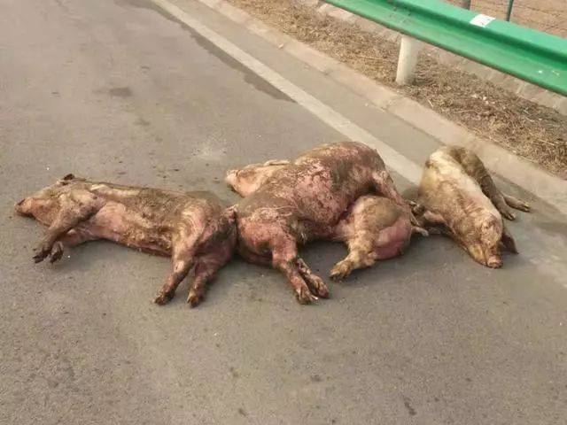 死猪横躺在濮阳高速路身上还长有红斑这是谁扔的