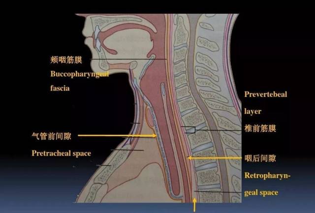 图文详解颈部解剖结构