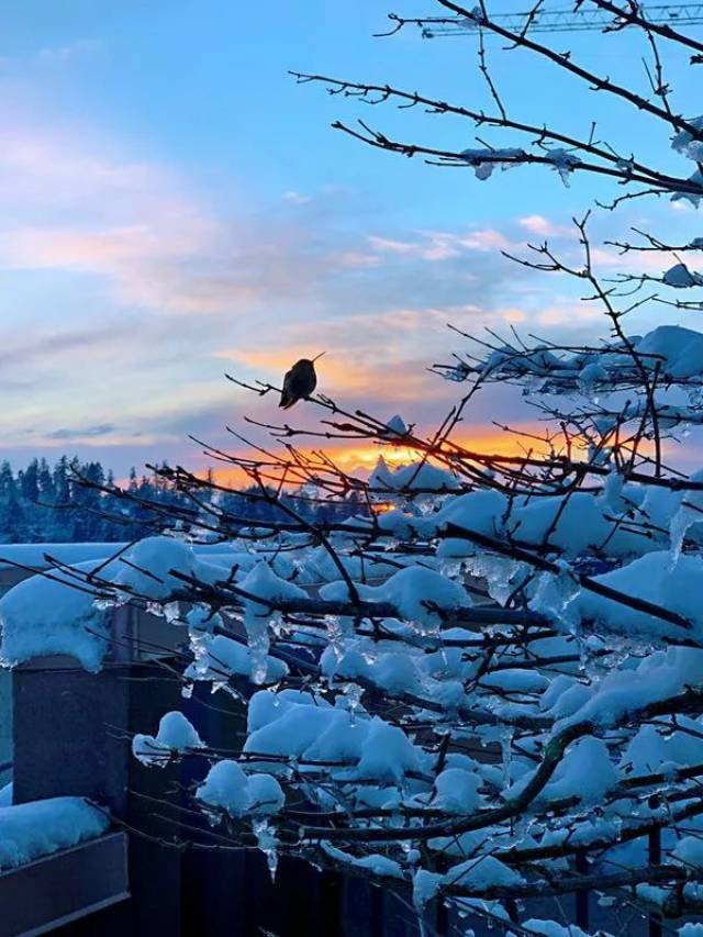 西雅图雪景图片
