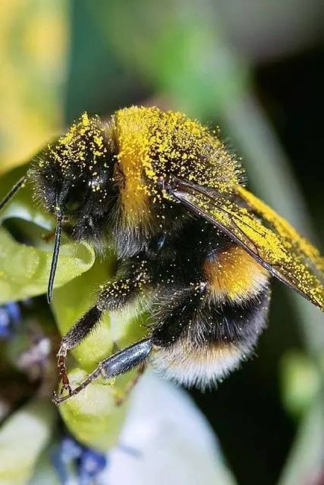 蜜蜂家族里的萌物——熊蜂(bumble bee)