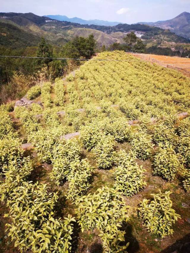 千年龙涎草图片