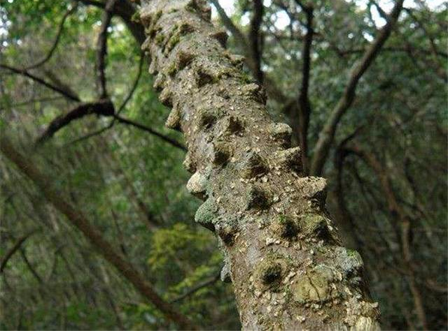 农村这个树,树干全都是刺,你却不要砍伐,价值极为珍贵