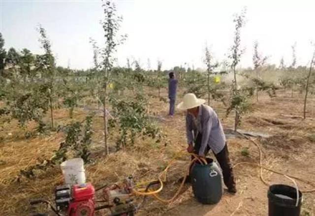 【苹果】果树萌芽期如何科学浇水?春浇好,夏浇少,秋忌饱