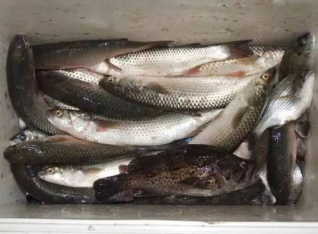 威海海鲜大量上市!开冰梭,海虹,海肠.有的10块钱能买一大盆!