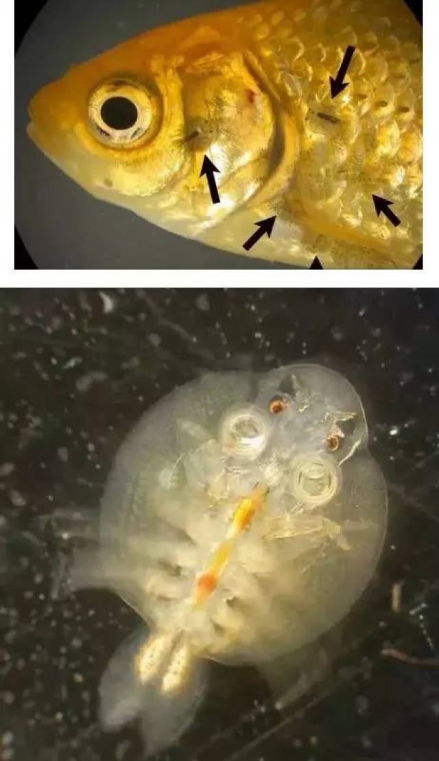 金鱼体内寄生虫图片图片