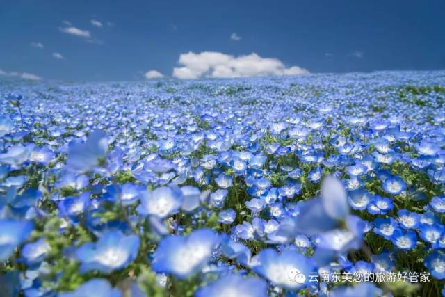 [賞花] 日本這450萬株