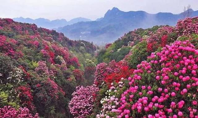 【醉美花期】黔西南 百里杜鹃6日深度旅行
