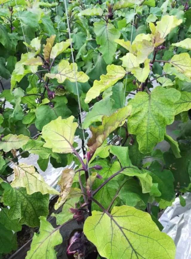 茄子黄头为哪般?
