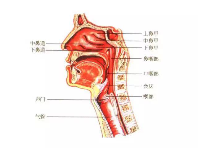 人体喉咙和气管结构图图片