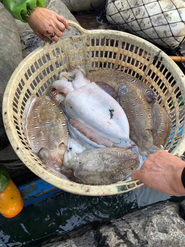 东山岛野生海鲜珍馐盛宴3月1日美图欣赏
