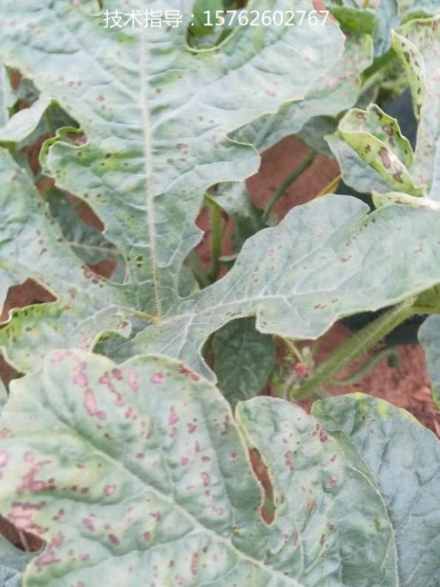 西瓜叶片上的褐色斑点是叶斑病吗?生态防治方案有哪些?_手机搜狐网