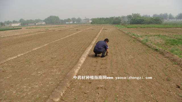 中药材检测在药学研究中的重要性