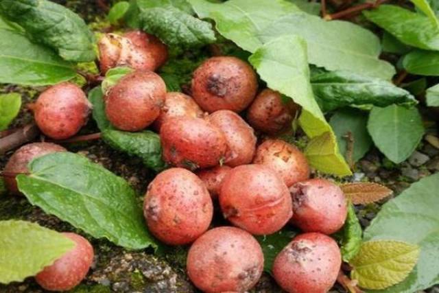 农村山坡上的美味野果,口感爆爽,全吃过的人是"放牛娃"