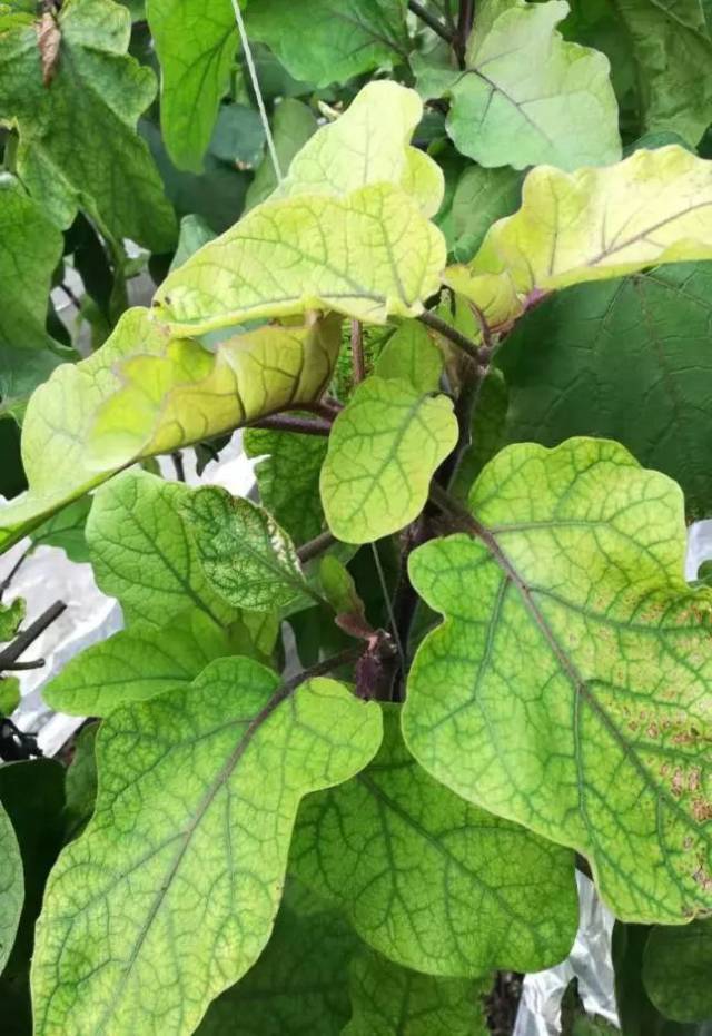 茄子黄头为哪般?_手机搜狐网