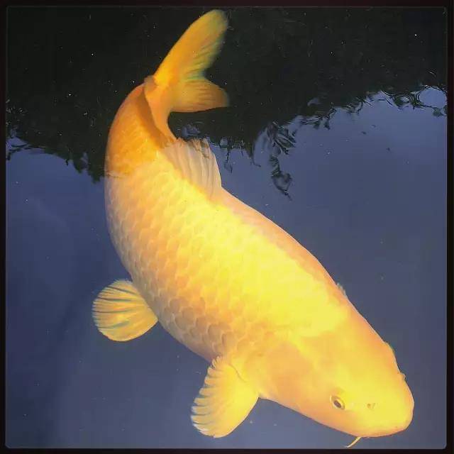 良辰美景三月天,从分享私藏的一池子锦鲤鱼开始