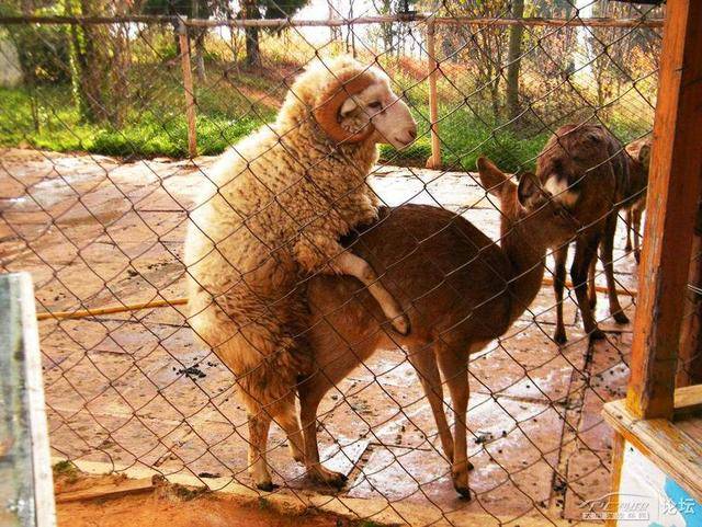早春季节山羊乏情症的综合防治方法措施!