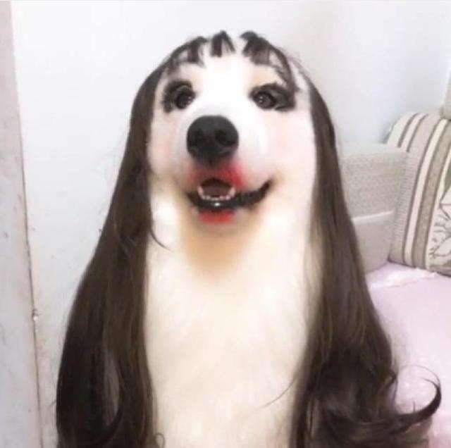 给狗狗化个妆是一种怎样的搞笑体验有网友表示太美了