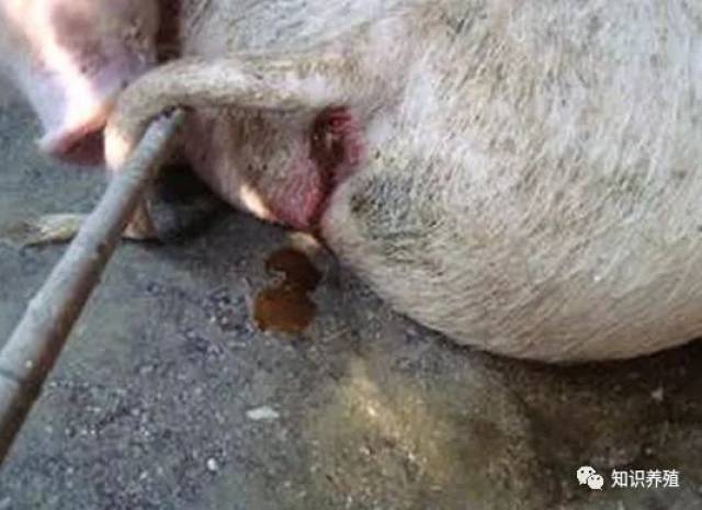 非洲猪瘟猪拉血便图片图片