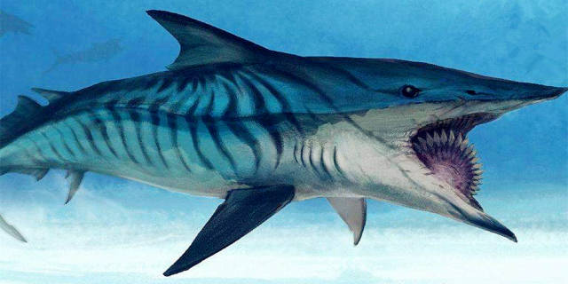 旋齿鲨的照片图片
