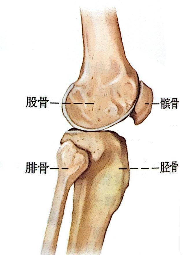膝盖髌骨位置图片图片