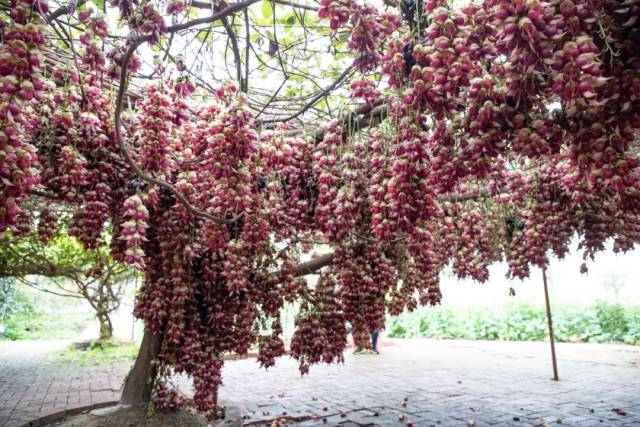 图片为清远市禾雀花基地实拍
