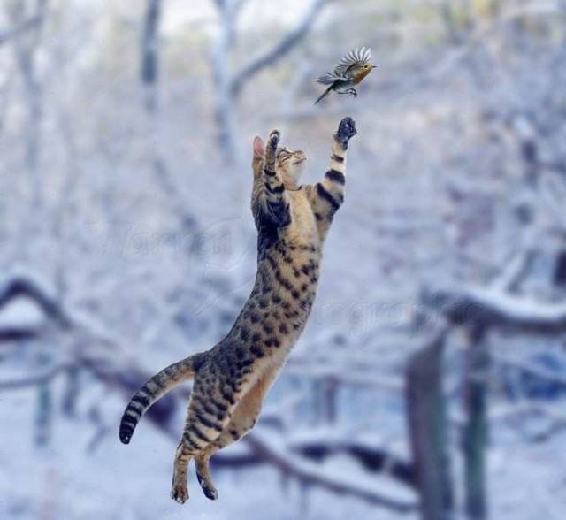 如果家猫灭绝了,鸟类的数量将会怎样变化?