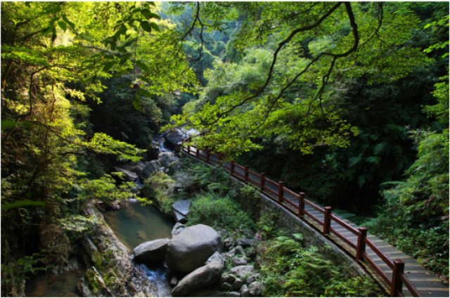 金佛山西坡索道3月3日重開!週末坐上纜車賞花去