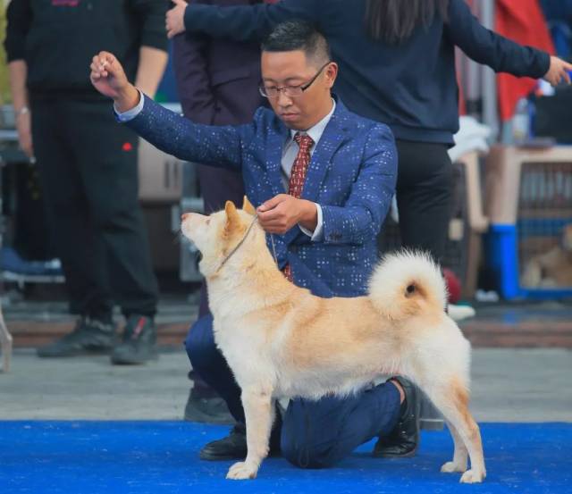 从"菜狗"到冠军——唐狗是如何"炼"成的