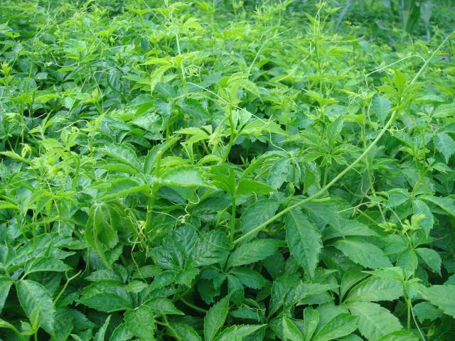 它是深山的"消炎草"! 用它来煮水, 毒素清了, 血管净了, "三高"不