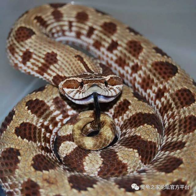猪鼻蛇属,一种堪比影帝影后般的存在哪…_手机搜狐网