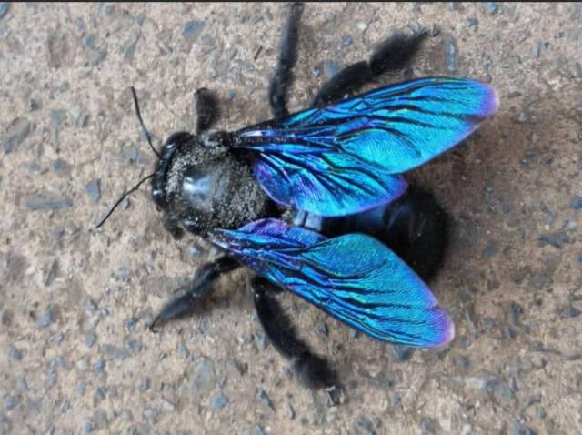 云南现宝蓝色罕见蜂种双翼翅膀绽放蓝光