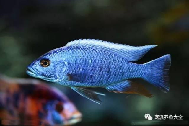 每日一鱼 | 阿里(蓝阿里)马鲷,有着梦幻般的蓝色