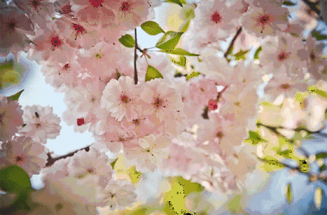 顾村公园 樱花品种多达60多种,数量达1.2万株.