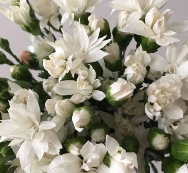 白雪星太子-白色