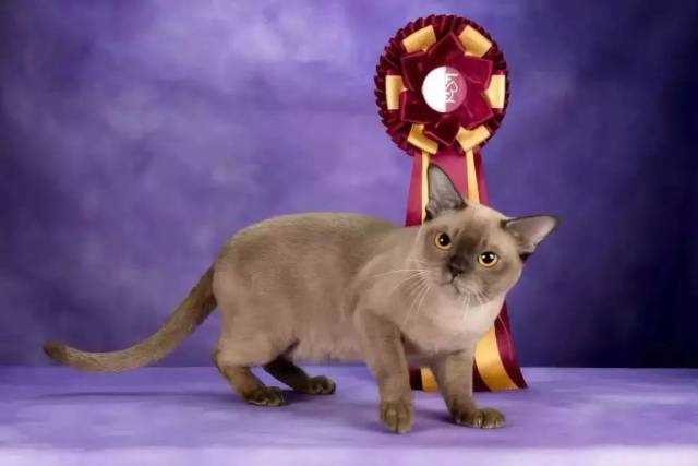 世界冠军猫simba图片