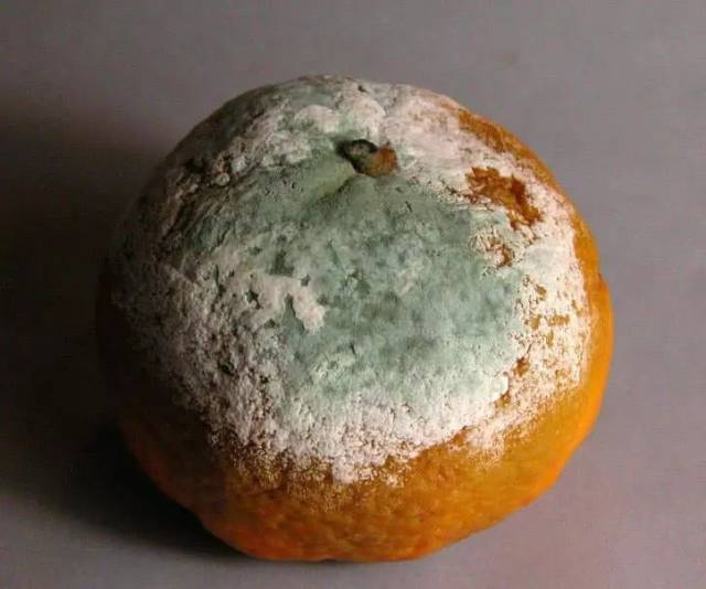 烂掉的橘子别再扔进垃圾桶它还有这用途简单方便回家找出来