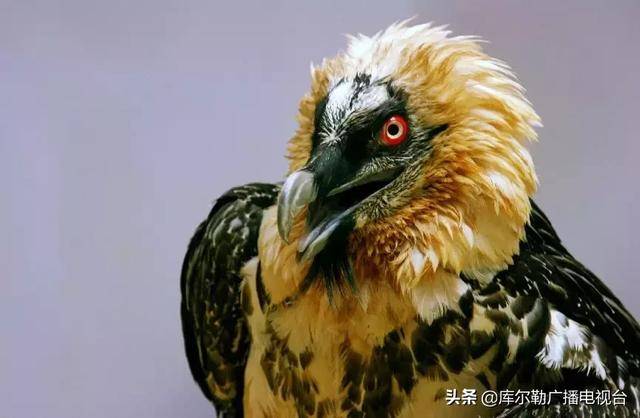 胡楊 自治區i級保護野生植物 為保護這些珍稀瀕危野生動物和溼地資源